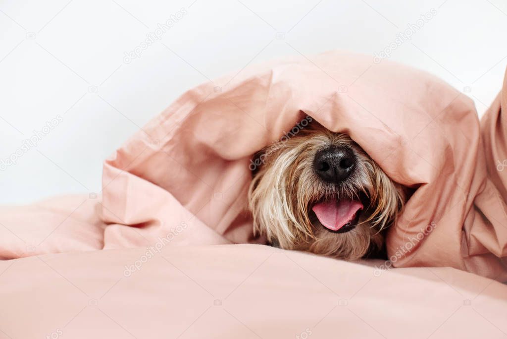 dog nose hidden under the cover on a bed
