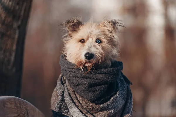 Bedårande blandras hund porträtt utomhus på vintern — Stockfoto
