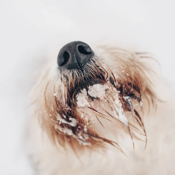 Hond neus en baard bedekt met ijs — Stockfoto