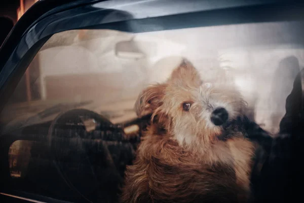 Adorable mixed breed dog waiting iside the car — Stock Photo, Image