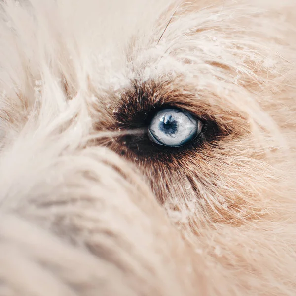 Close up shot of a dogs blue eye — Stock Photo, Image