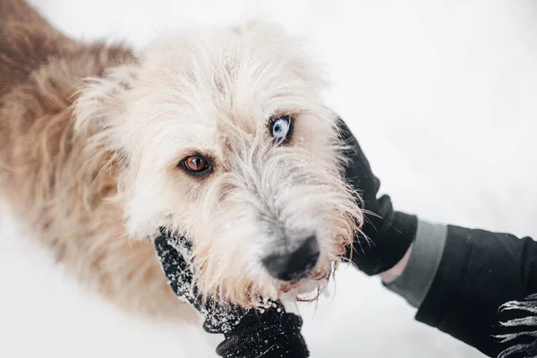 Adorable mestizo perro retrato al aire libre en invierno —  Fotos de Stock