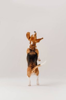 Mutlu av köpeği beyaz arka planda, dikiz aynasından sıçrar.