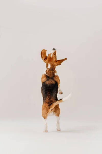 happy beagle dog jumps up on white background, rear view