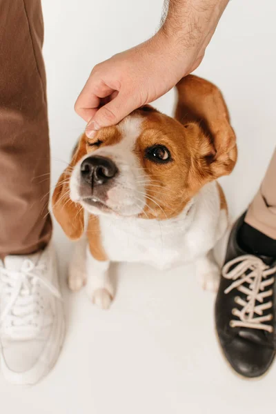 Bovenaanzicht van beagle hond wordt gestreeld door eigenaar hand — Stockfoto