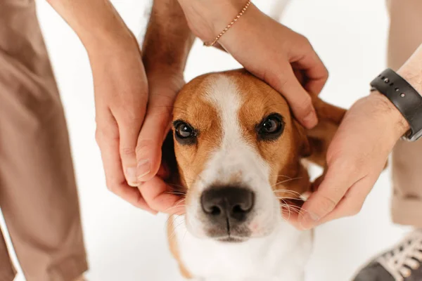 Donos acariciando cabeça de cão beagle no estúdio — Fotografia de Stock