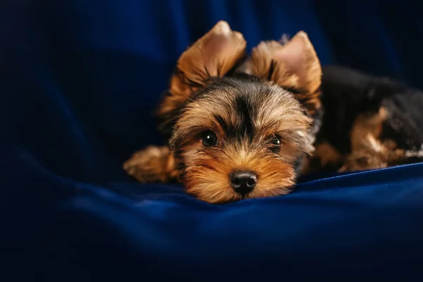 ヨークシャー・テリアの子犬が青い布の上に寝そべって — ストック写真