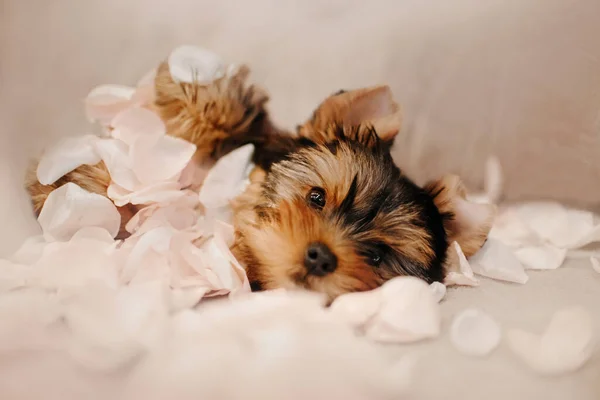 ヨークシャー・テリアの子犬が花びらのベッドの上に横になって — ストック写真