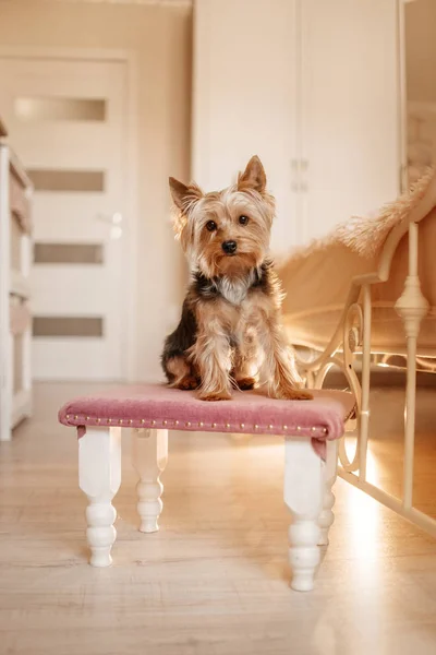 Yorkshire terrier hund sitter på en pall i ett vardagsrum — Stockfoto