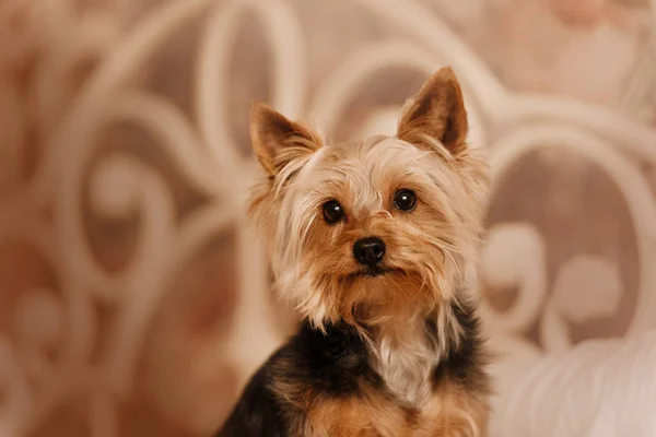 Carino yorkshire terrier cane ritratto al chiuso, primo piano — Foto Stock