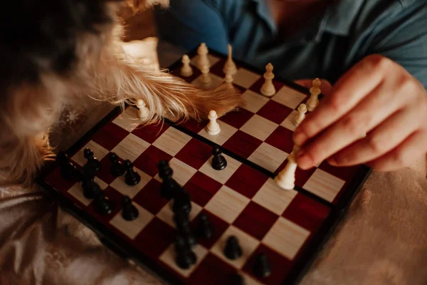 owner and dog close up with the game of chess indoors