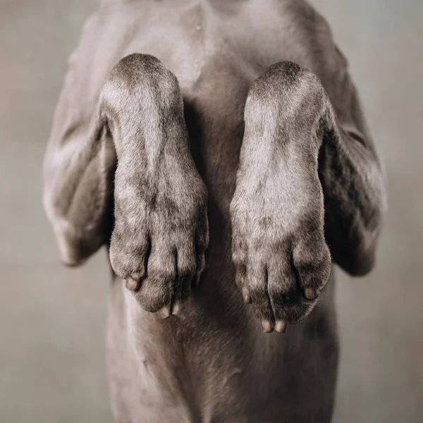 Close up of weimaraner dog paws begging indoors, square photo — 图库照片