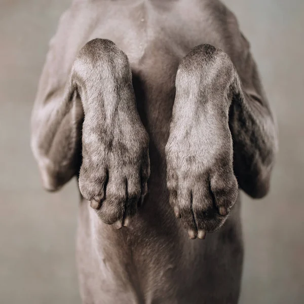 Primo piano di zampe di cane weimaraner accattonaggio al chiuso, foto quadrata — Foto Stock