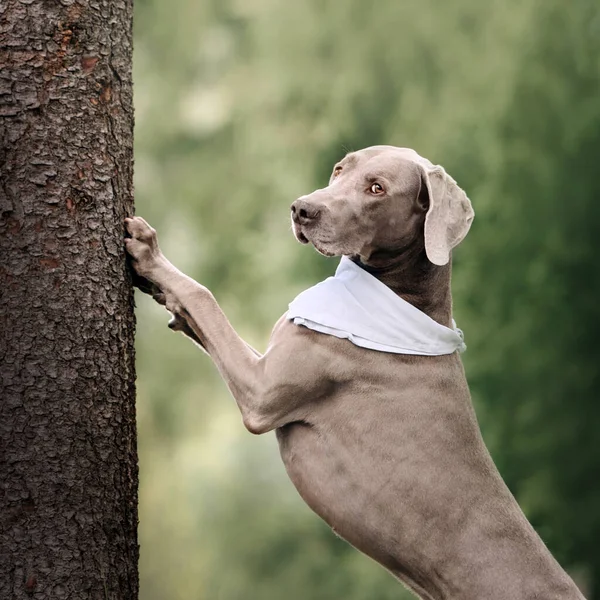 Weimaraner dog in a bandana posing by a tree outdoors — Stok fotoğraf