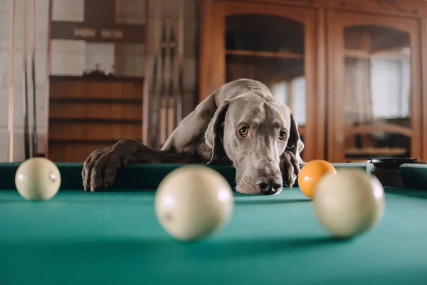 Sad weimaraner dog portrait by the pool table indoors — Stock fotografie