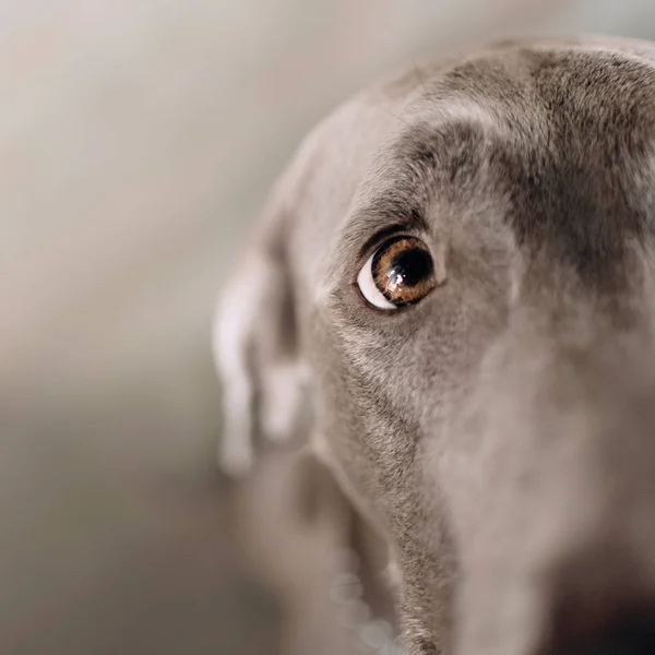 Крупным планом глаз собаки Веймаранер в помещении — стоковое фото