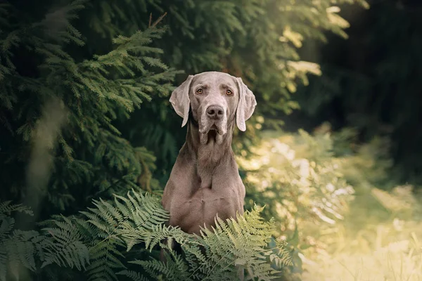 Weimaraner dog portrait in the forest, close up — Stockfoto