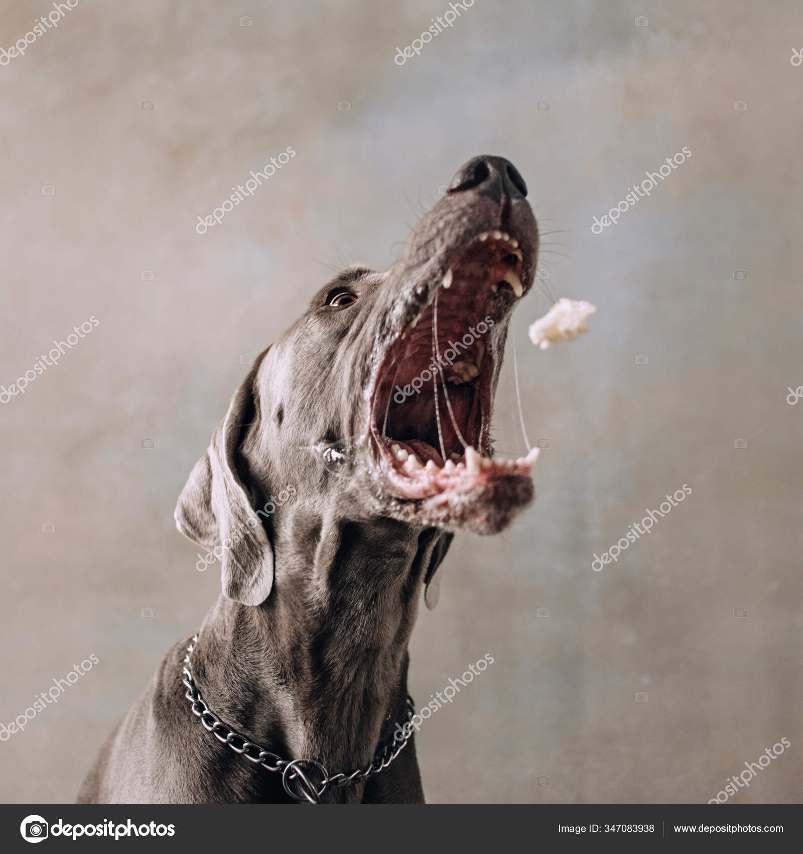 funny weimaraner