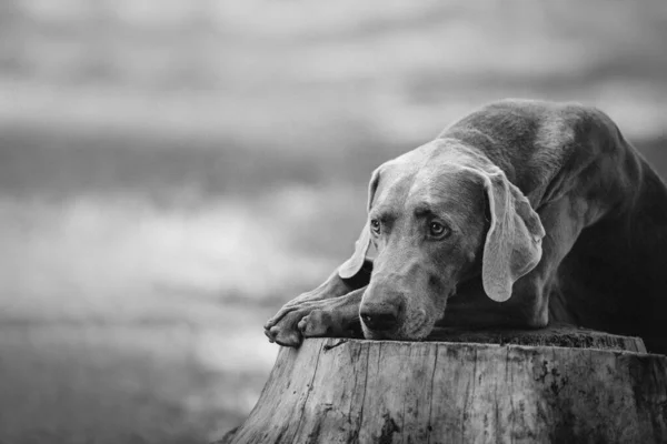 Грустная собака-Веймаранер позирует на срубленном дереве на открытом воздухе — стоковое фото