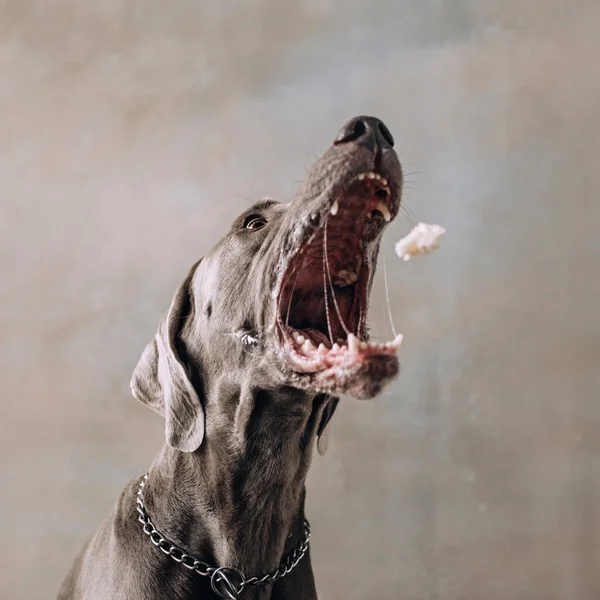 Funny weimaraner dog catching a flying treat in mouth — Φωτογραφία Αρχείου