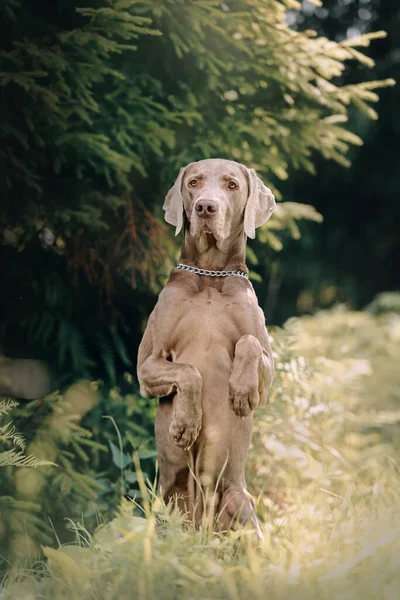 Weimaraner dog begging outdoors in summer — Stock Photo, Image