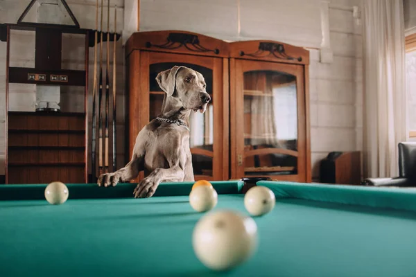 Beautiful weimaraner dog posing by the pool table indoors — Stock fotografie