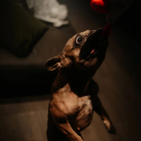 Γαλλικό Μπουλντόγκ Σκυλί Δάγκωμα Και Παίζει Μαλακό Παιχνίδι Εσωτερικούς Χώρους — Φωτογραφία Αρχείου