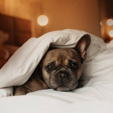 Fransız bulldog yatakta yorganın altında yatıyor.