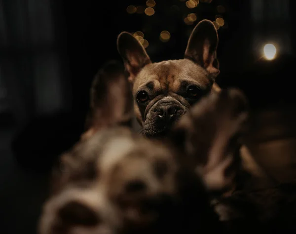 Französische Bulldogge posiert nachts zu Hause — Stockfoto