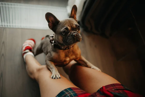 French bulldog dog begging owner indoors, top view — Stock Photo, Image