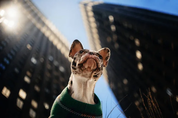 Bulldog francese in un maglione in posa all'aperto, ritratto dal basso — Foto Stock