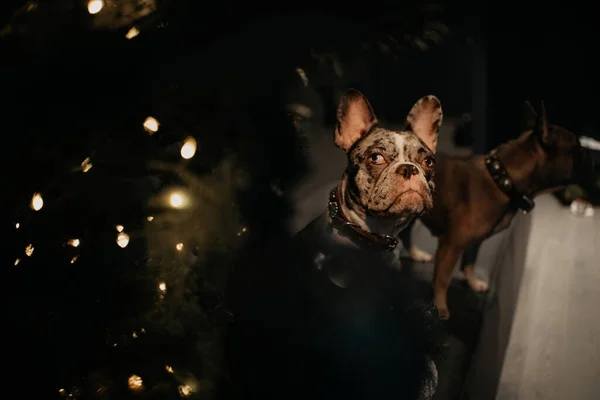 Fransk bulldogg porträtt inomhus i krage — Stockfoto