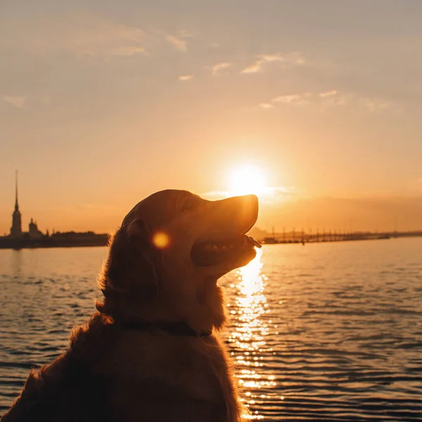 夏日日落时快乐的金黄色猎犬肖像画 — 图库照片