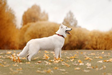 Sonbaharda dışarıda duran beyaz İsviçreli çoban köpeği.