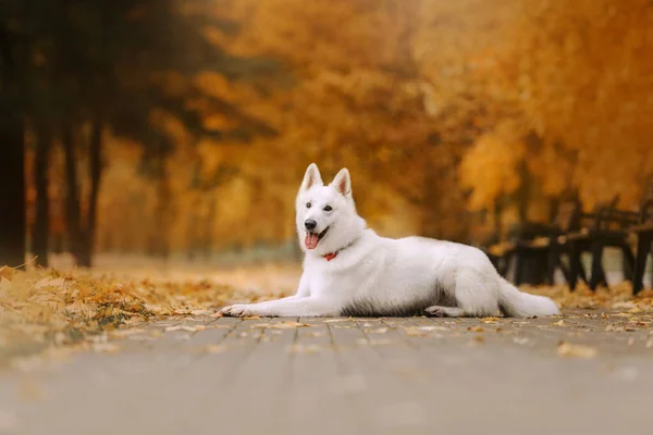 White swiss shepherd dog lying down outdoors in the park — Stock Photo, Image