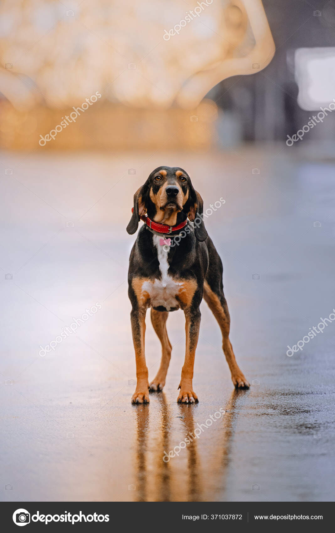 Black online and tan mutt