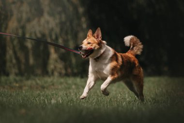 Mutlu kırmızı ve beyaz melez köpek tasmalı koşuyor