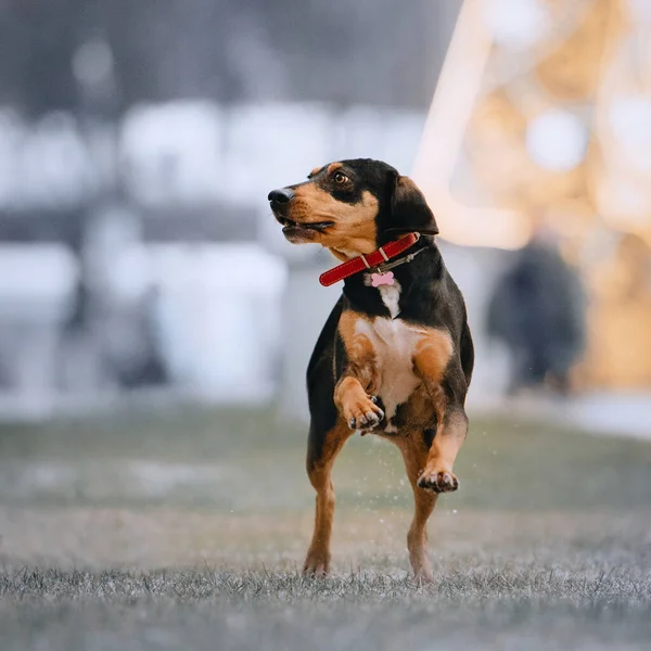 Felice cane correre all'aperto in un collare e id tag — Foto Stock