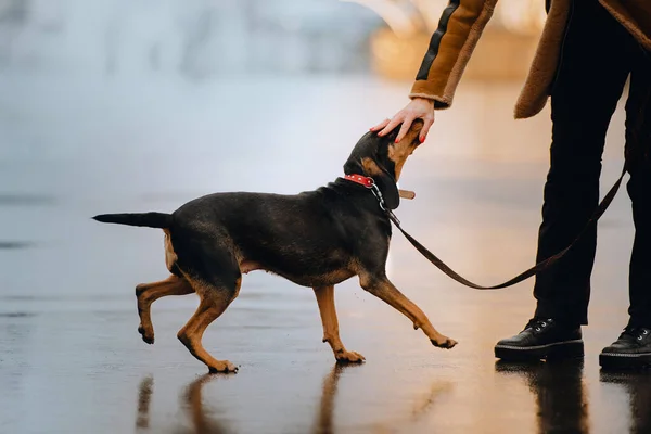 Funny mixed breed dog walking outdoors on a leash — Stock Photo, Image