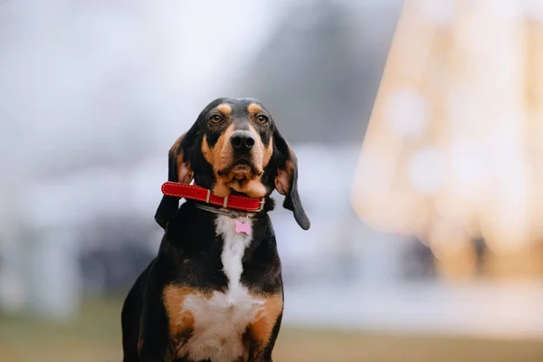 Portrait de chien de race mixte dans un collier et une étiquette d'identité — Photo