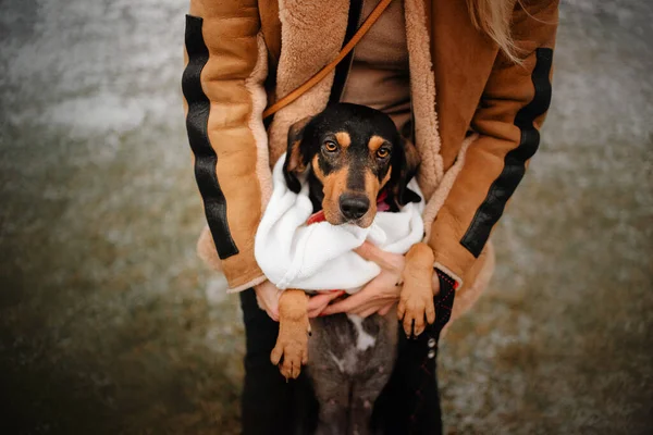 Blandras coonhound hund porträtt utomhus, ovanifrån — Stockfoto