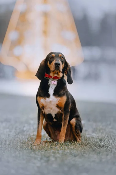 Coonhound mix pes sedí venku v obojku — Stock fotografie