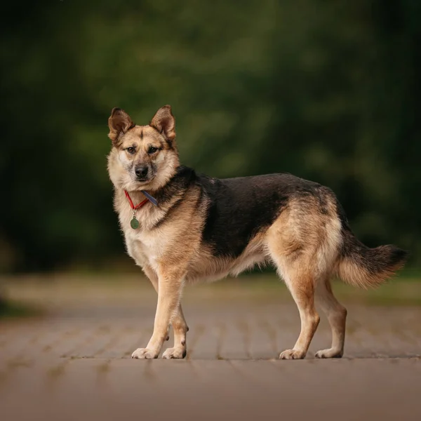 Anjing ras campuran mengenakan id tag luar ruangan di musim panas — Stok Foto