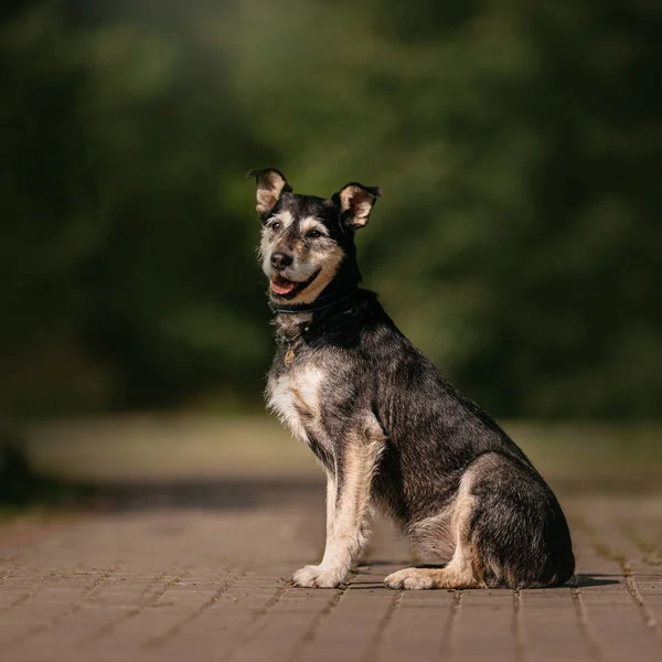 Schattig gemengd ras hond zitten buiten in de zomer — Stockfoto