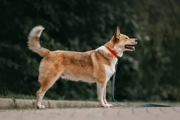 Chien de race mixte debout à l'extérieur dans un collier et laisse — Photo