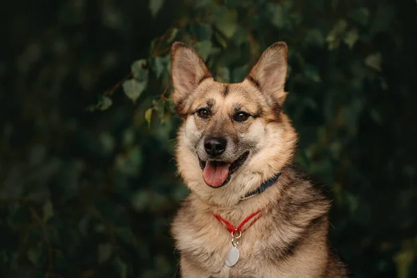 Cão de raça mista feliz com uma etiqueta de identificação posando ao ar livre — Fotografia de Stock