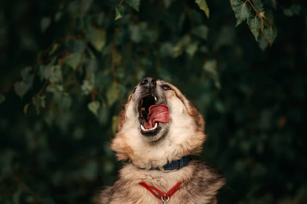 Змішана порода собака лиже рот на відкритому повітрі, крупним планом — стокове фото