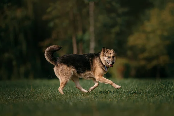 Velho cão de raça mista correndo ao ar livre no verão — Fotografia de Stock