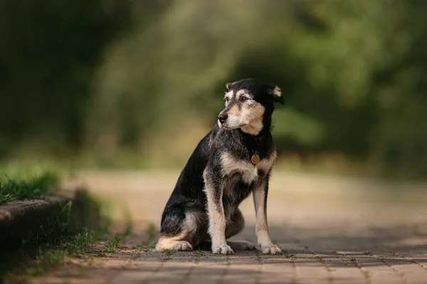Preto terrier mix cão senta-se ao ar livre no verão — Fotografia de Stock