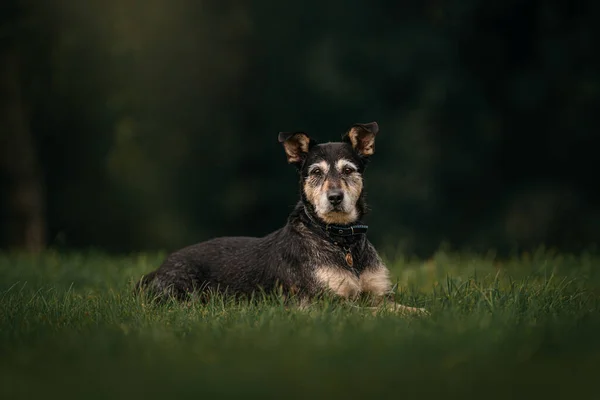 Blandras hund ligger ner utomhus på sommaren — Stockfoto